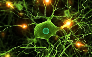 how neurons interact with neuroinflammation
