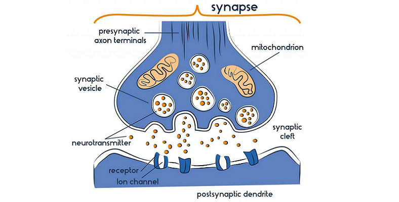 introduction to presynaptic plasticity