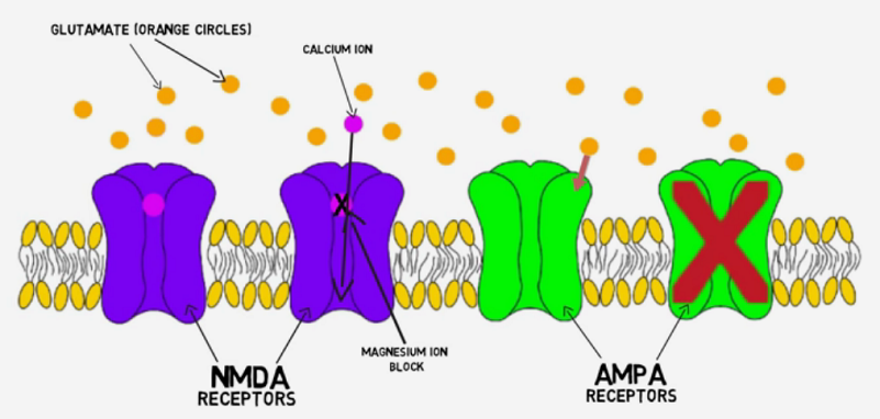 long-term depression neurons