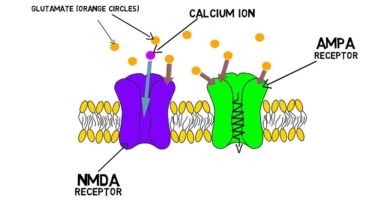 long-term potentiation neurons