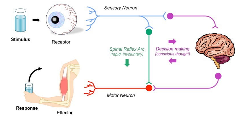 neural plasticity sensory perception