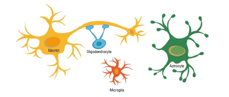 neuronal health factors