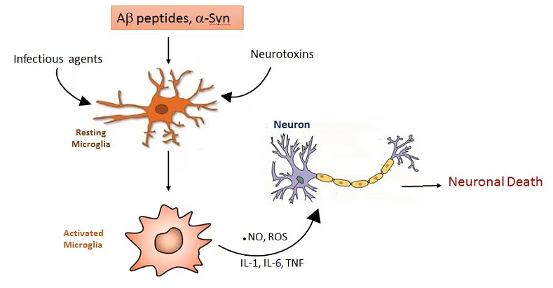 neurons anatomy physiology