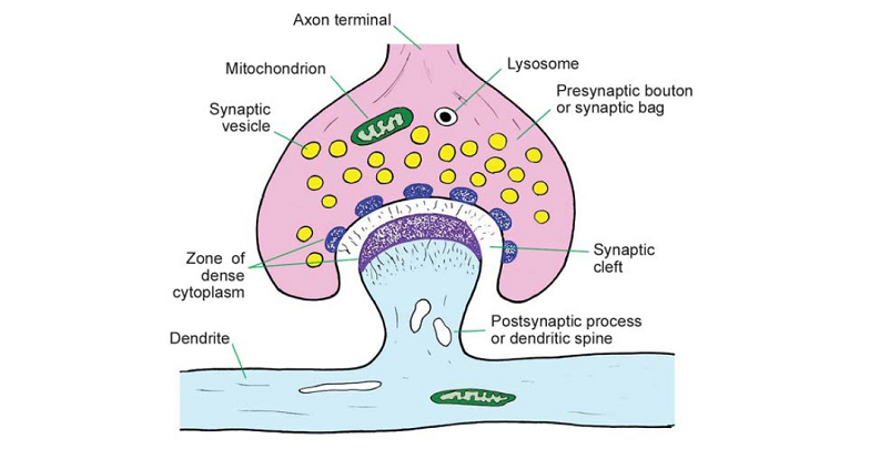 presynaptic plasticity mechanism