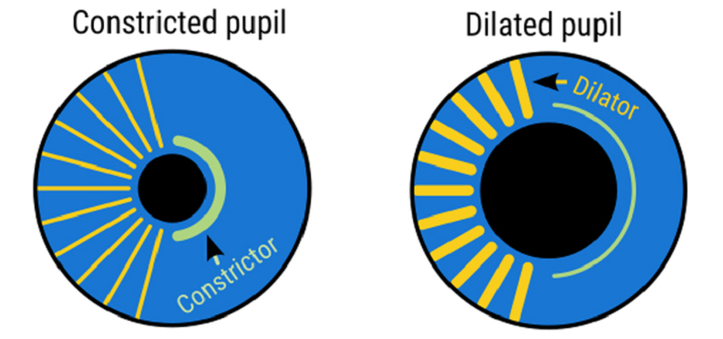 pupil dilation cognitive indicator
