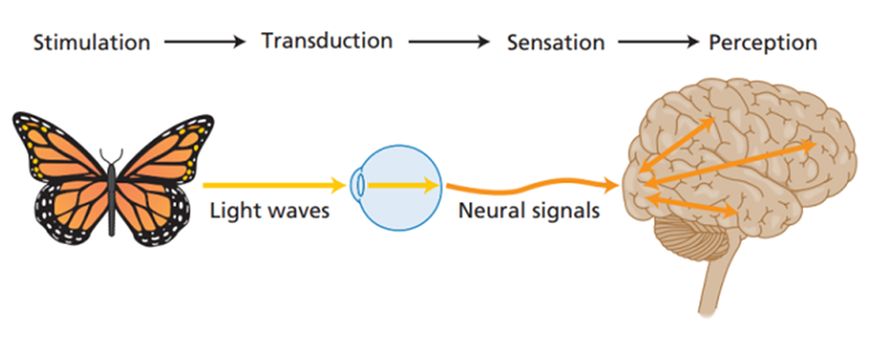 sensory receptors perception