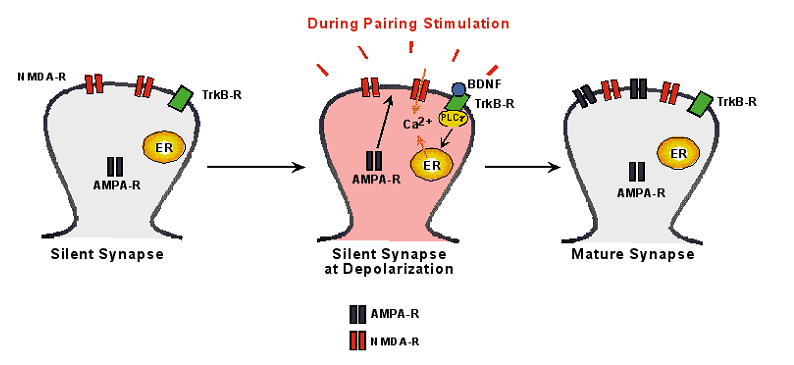 what are silent synapses