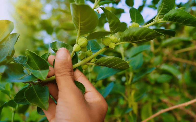 adaptogens powerful neuroplasticity