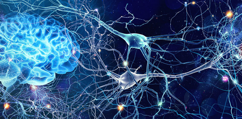 adiponectin synaptic plasticity