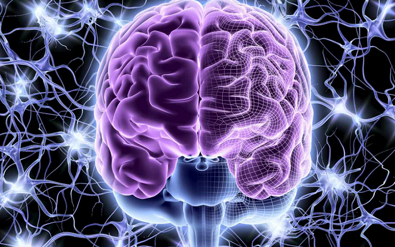 atrial natriuretic peptide anp brain