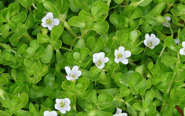 bacopa monnieri brain wellness