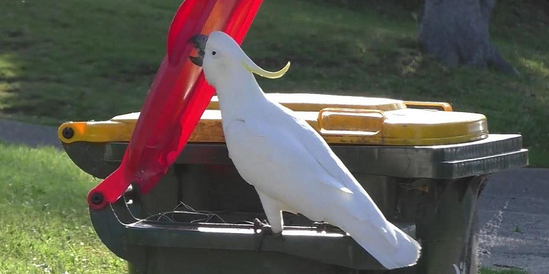 birds cognitive enhancement