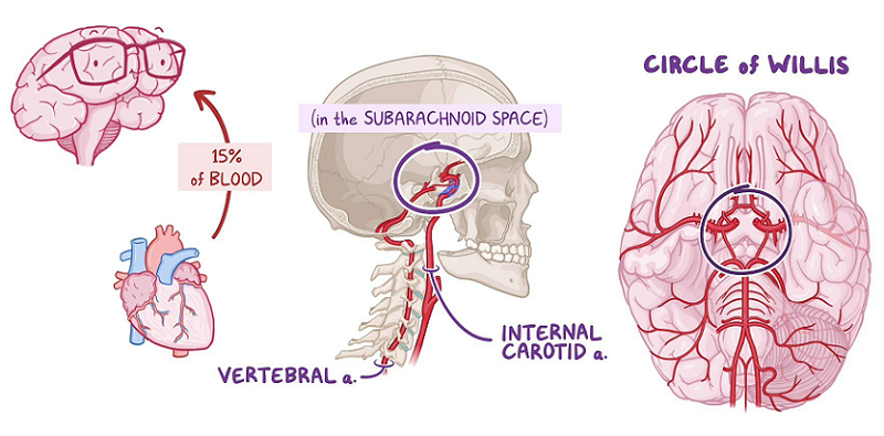 blood flow brain function relation