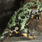 bombesin discovered frog skin