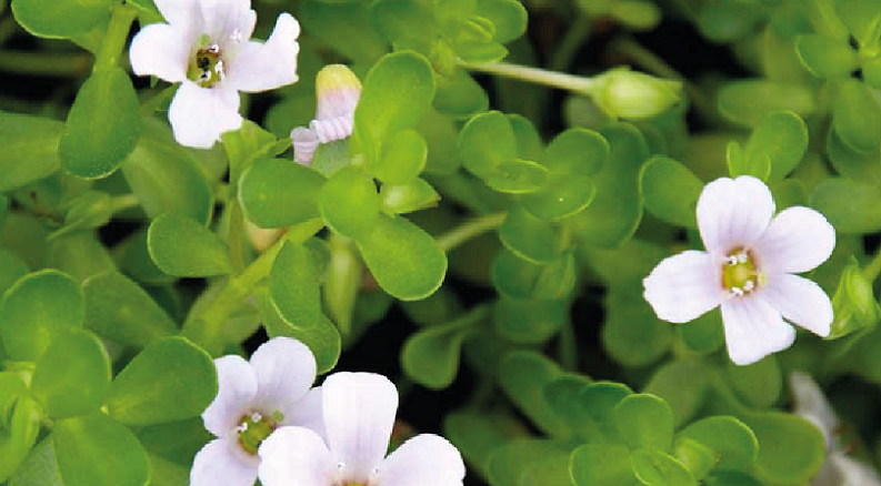 brahmi brain benefits