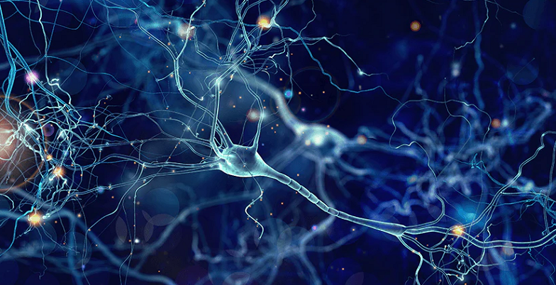 Brain Cell Regeneration: The Future of Neurological Health - Very Big Brain