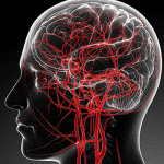 cerebral circulation cognitive health