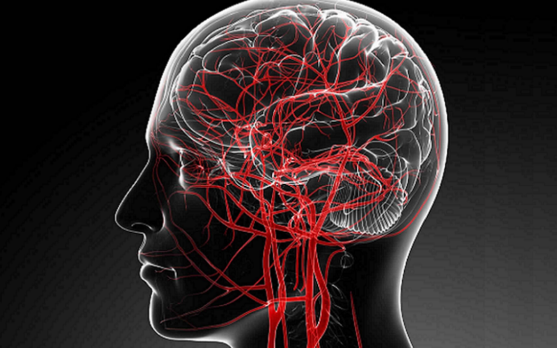 cerebral circulation cognitive health