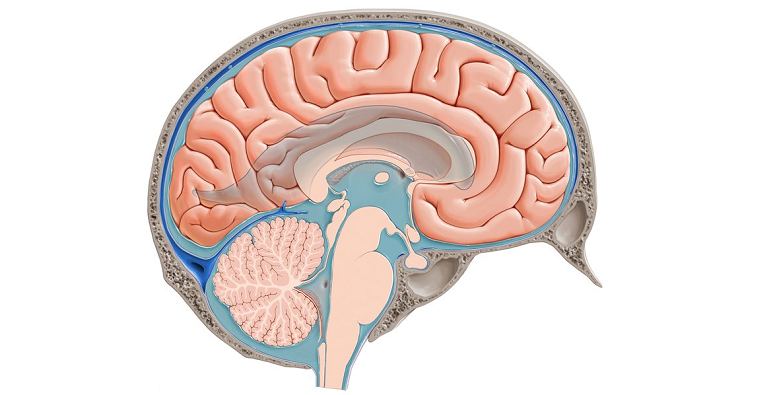 choroid plexus csf