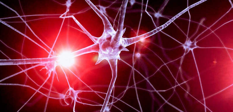 connectivity of brain