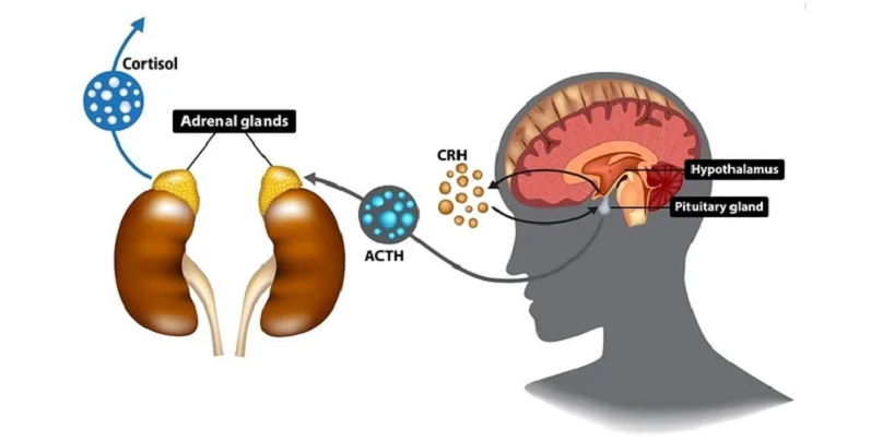 crh cognition influence