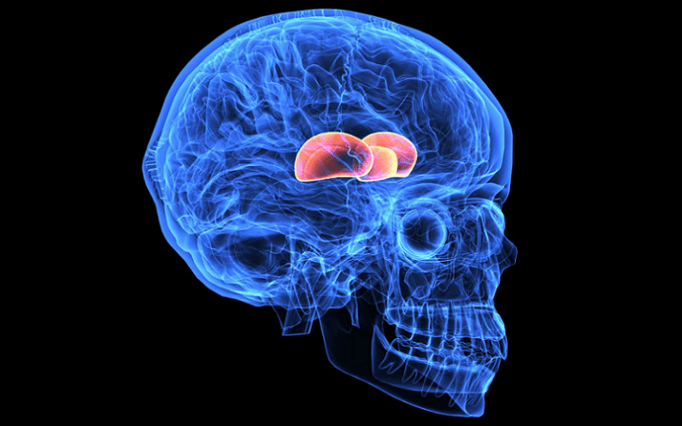 diencephalon thalamus hypothalamus