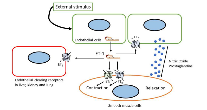 endothelin dysregulation risks