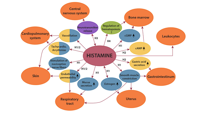 excessive histamine affects cognition