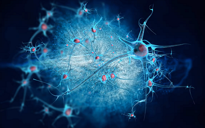 gastrin stomach acid and brain plasticity