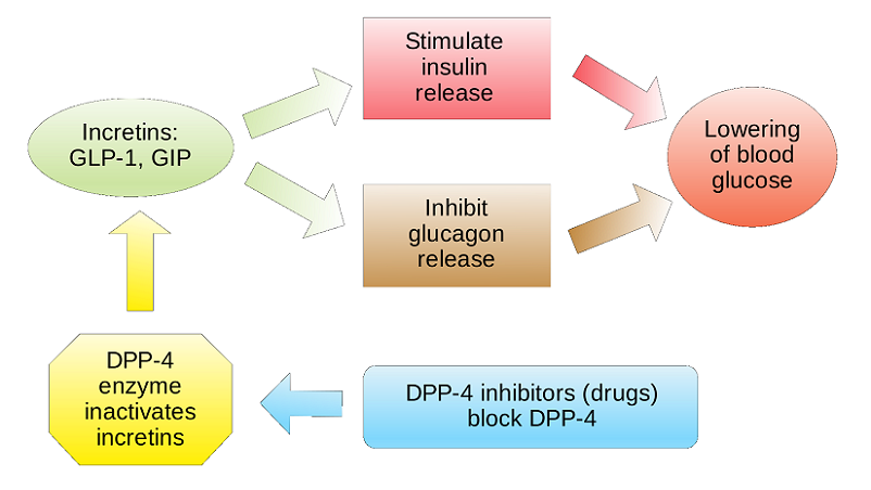 gip glp-1 influence neural health