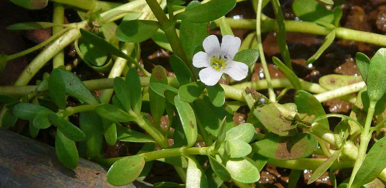 how to consume brahmi