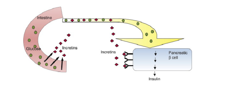 incretin effect mechanism