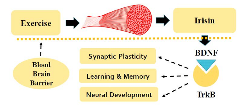 irisin cognitive health