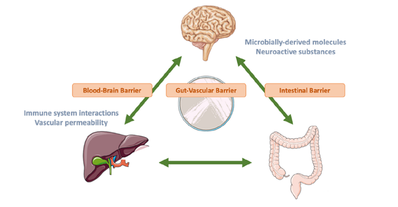 liver damage cognitive health