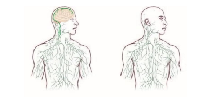 lymphatic health cognition
