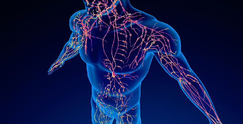 lymphatic system anatomy