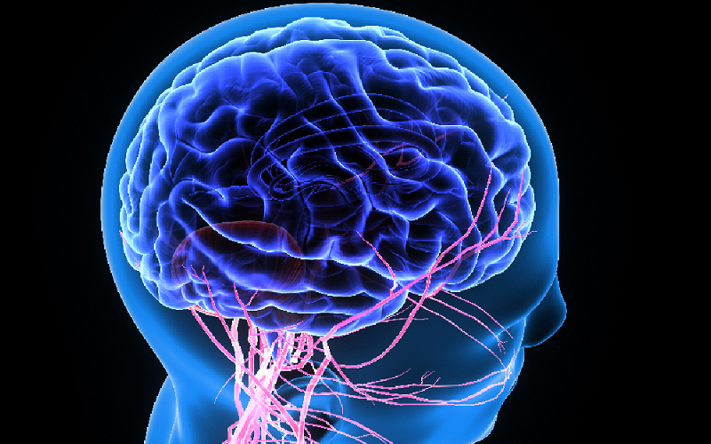 lymphatic system role brain health