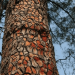 maritime pine bark extract cognition
