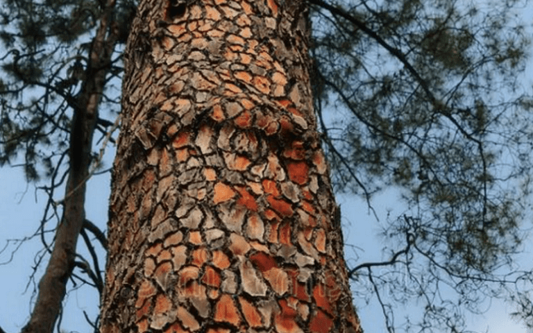 maritime pine bark extract cognition