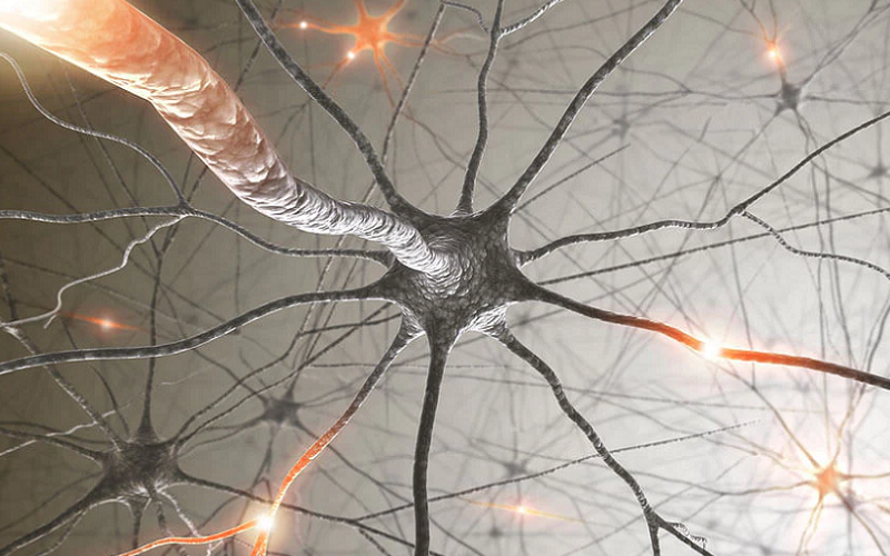 neuropeptide s nps anxiolytic memory