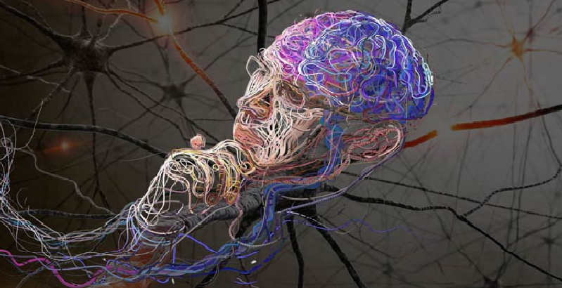 neuropeptide s overview