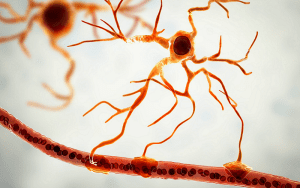 neurovascular units nvus blood vessels