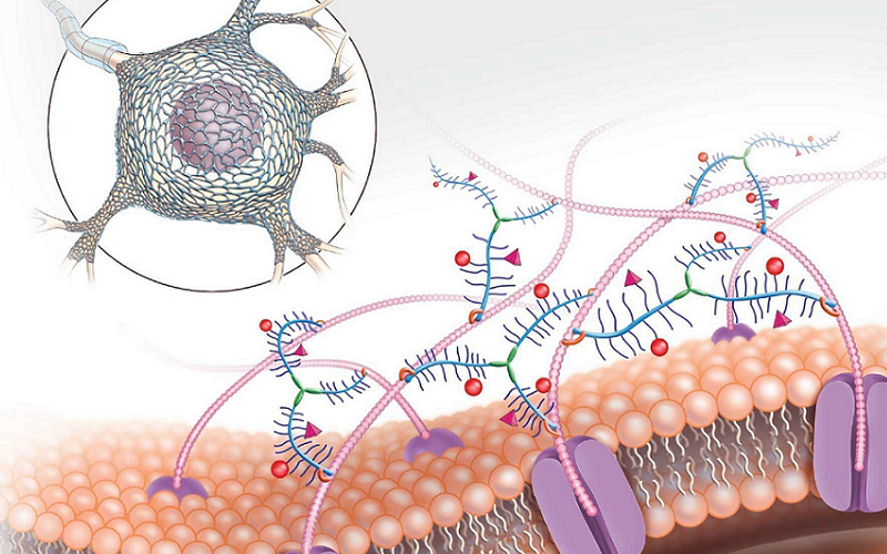 perineuronal nets protective mesh