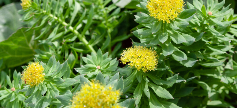 rhodiola rosea dosage