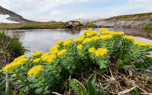 rhodiola rosea usage benefits cautions