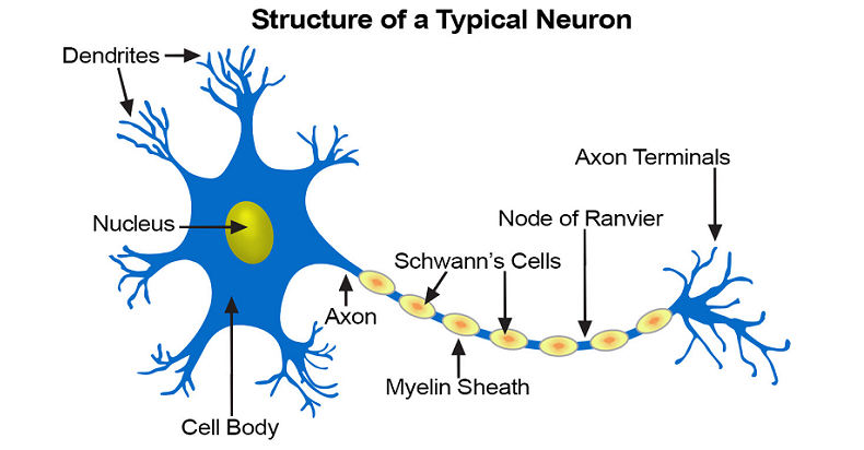 structural cell nourishment brain