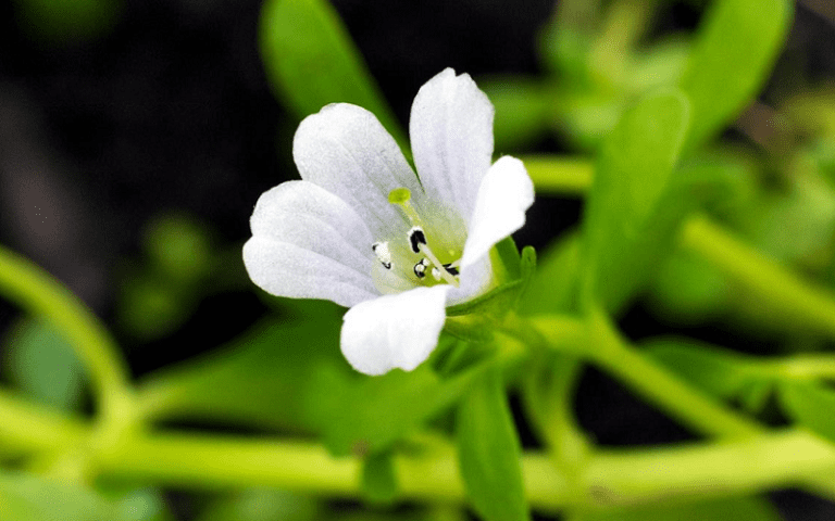 bacopa monnieri alleviates adhd symptoms