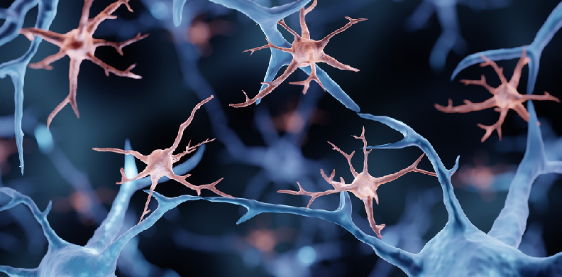 brain cell regeneration explained