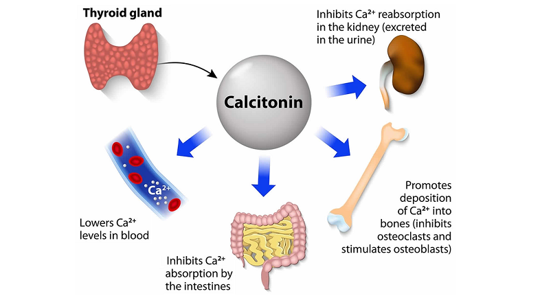 calcitonin memory enhancement