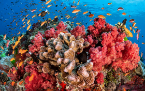 coral reef patterns human cognition